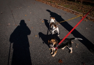 Dogs_and_shadows