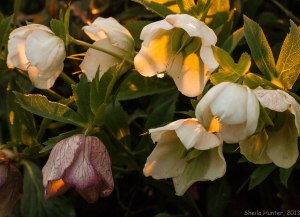 White Lenten Roses with one pink