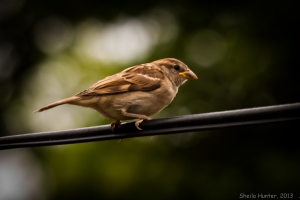 Sparrow on the line