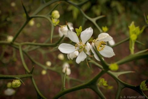 Thorn bush blossoms